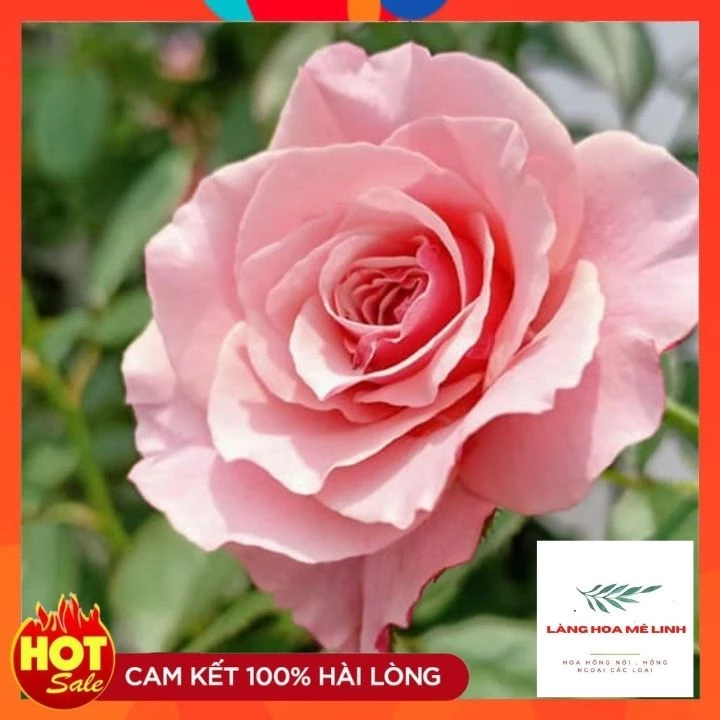 Một chút xinh xắn từ chậu hoa dễ thương cho ngày thêm vui. Một chút xinh xắn từ chậu hoa dễ thương cho ngày thêm vui.