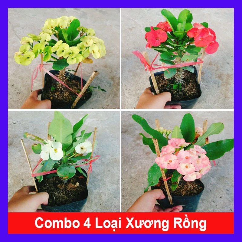 Biến mọi góc ban công trở nên "chill" hơn với chậu hoa dễ thương. Biến mọi góc ban công trở nên "chill" hơn với chậu hoa dễ thương.