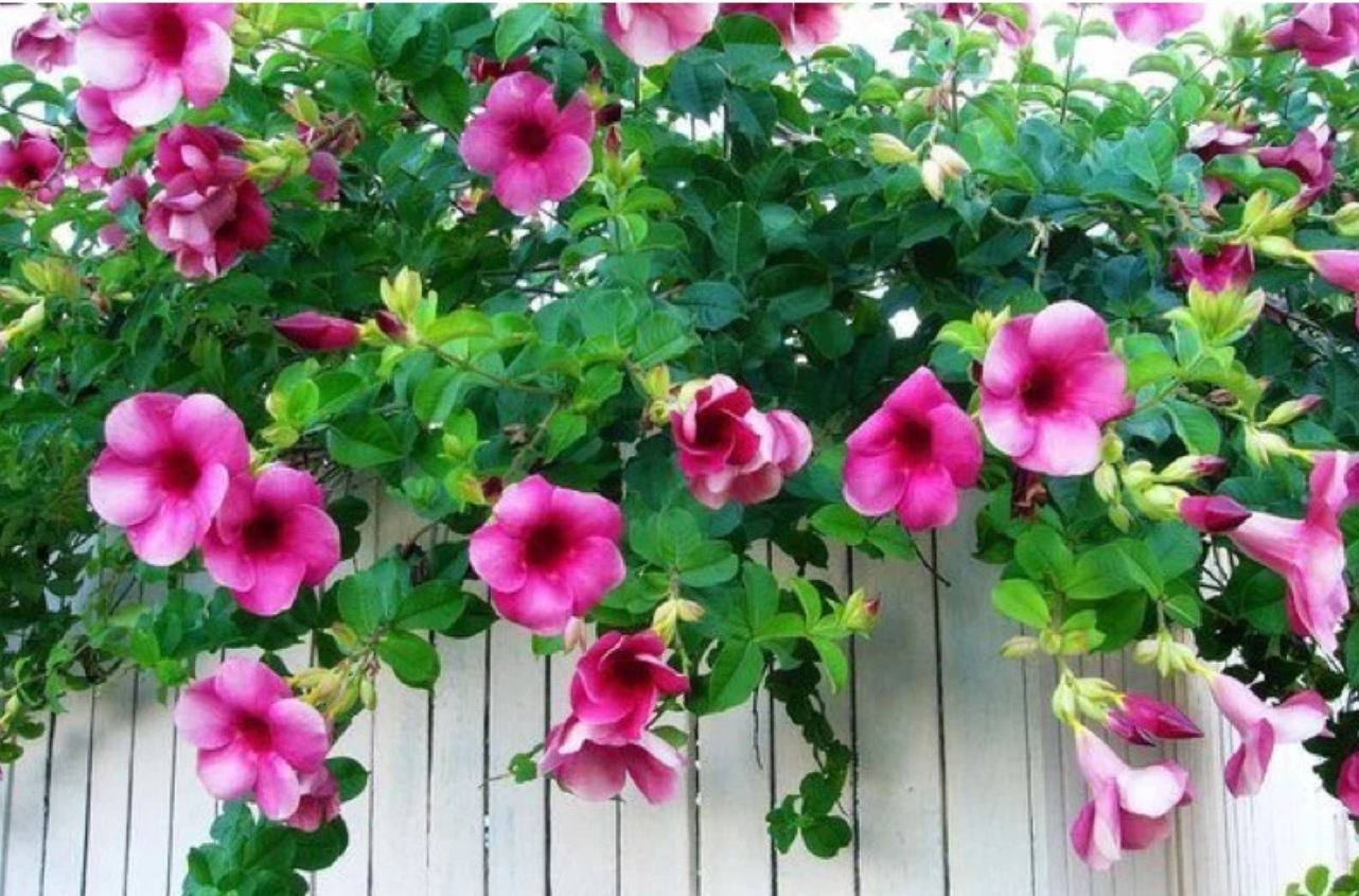 Chậu hoa ban công: Giải pháp hoàn hảo cho những ai yêu thiên nhiên ở chung cư. Chậu hoa ban công: Giải pháp hoàn hảo cho những ai yêu thiên nhiên ở chung cư.