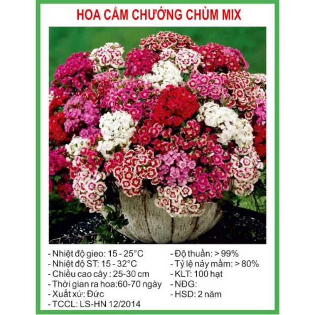 Chậu hoa đẹp cẩm chướng phù hợp trang trí bàn, kệ và ban công. Chậu hoa đẹp cẩm chướng phù hợp trang trí bàn, kệ và ban công.