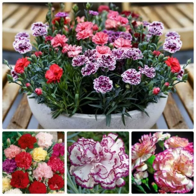 Chậu hoa đẹp với thiết kế đa dạng, dễ dàng sử dụng cho nhà ở và văn phòng. Chậu hoa đẹp với thiết kế đa dạng, dễ dàng sử dụng cho nhà ở và văn phòng.