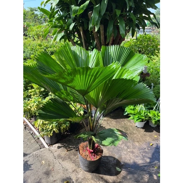 Bạn đã chọn được chậu hoa đẹp cây cọ nhật ưng ý chưa? Bạn đã chọn được chậu hoa đẹp cây cọ nhật ưng ý chưa?