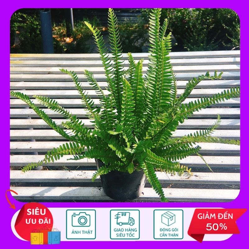 Chậu hoa đẹp cây dương xỉ giúp không gian nhà bạn nổi bật hơn. Chậu hoa đẹp cây dương xỉ giúp không gian nhà bạn nổi bật hơn.