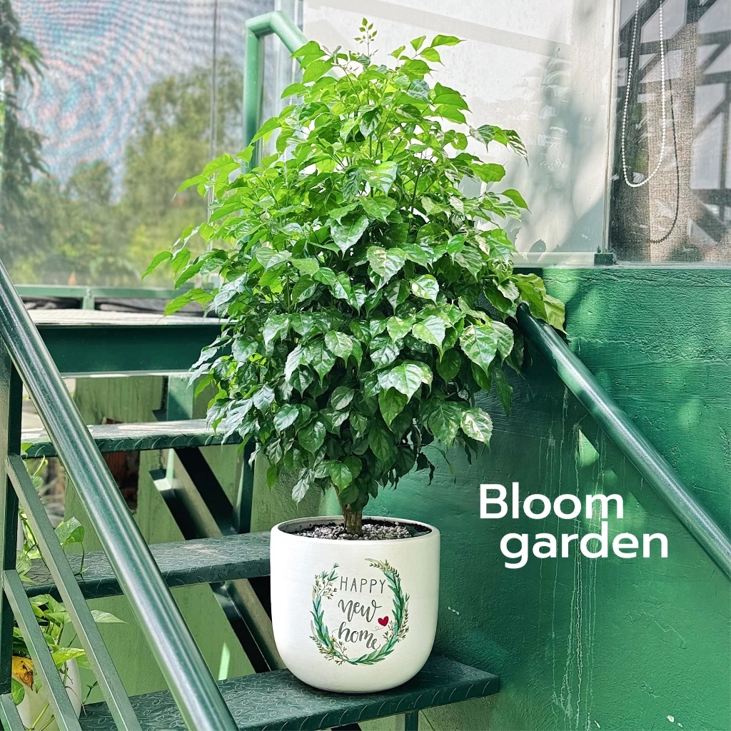 Trao tay chậu hoa đẹp, gửi trọn lời chúc tân gia ý nghĩa và may mắn. Trao tay chậu hoa đẹp, gửi trọn lời chúc tân gia ý nghĩa và may mắn.