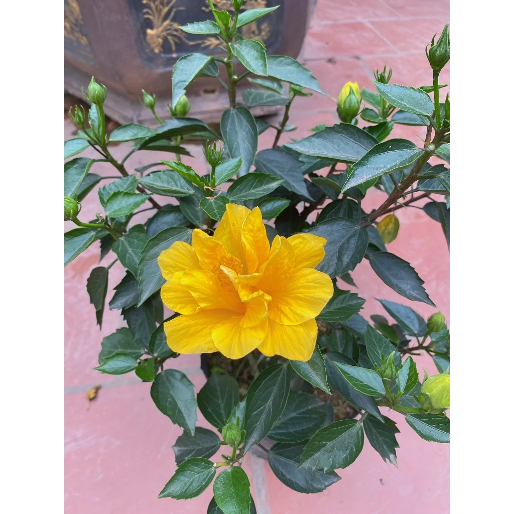 Mang thiên nhiên vào nhà với chậu hoa đẹp dâm bụt vàng. Mang thiên nhiên vào nhà với chậu hoa đẹp dâm bụt vàng.