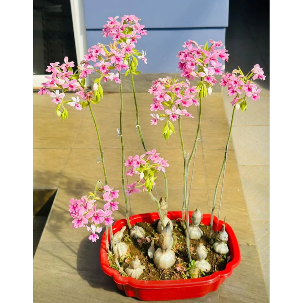 Cảm nhận sự tươi mới từ chậu hoa đẹp địa lan bầu rượu này. Cảm nhận sự tươi mới từ chậu hoa đẹp địa lan bầu rượu này.