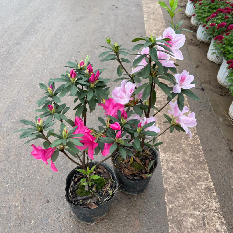 Chậu hoa đẹp cây đỗ quyên luôn được yêu thích ngày tết vì sắc màu tươi sáng Chậu hoa đẹp cây đỗ quyên luôn được yêu thích ngày tết vì sắc màu tươi sáng