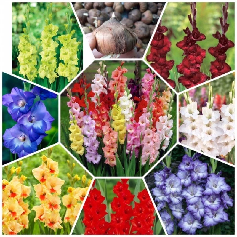 Bắt đầu ngày mới đầy năng lượng cùng chậu hoa đẹp. Bắt đầu ngày mới đầy năng lượng cùng chậu hoa đẹp.