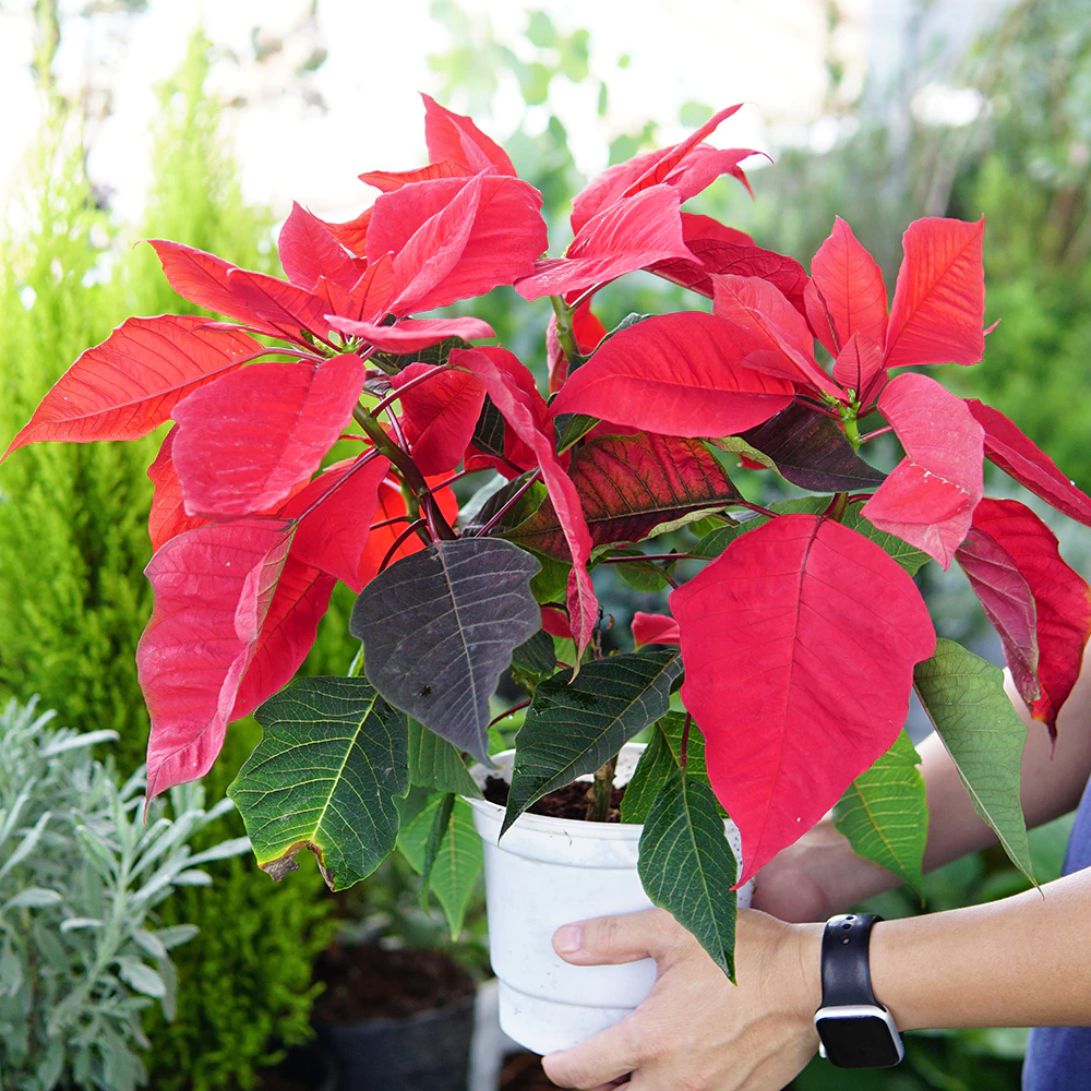 Chậu hoa đẹp cây trạng nguyên mang tin vui về nhà bạn Chậu hoa đẹp cây trạng nguyên mang tin vui về nhà bạn