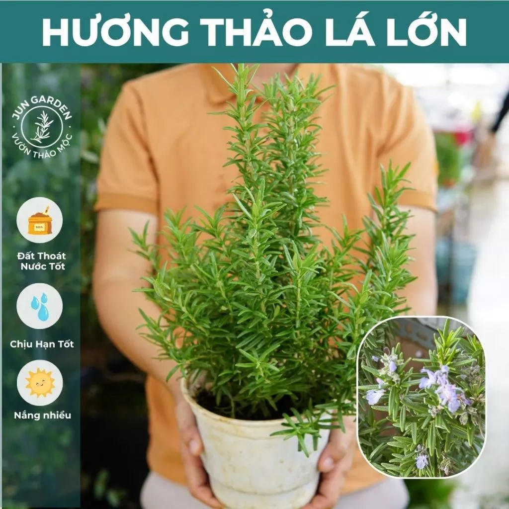 Chậu hoa đẹp HƯƠNG THẢO LÁ LỚN - Giải pháp đuổi muỗi an toàn, hiệu quả. Chậu hoa đẹp HƯƠNG THẢO LÁ LỚN - Giải pháp đuổi muỗi an toàn, hiệu quả.