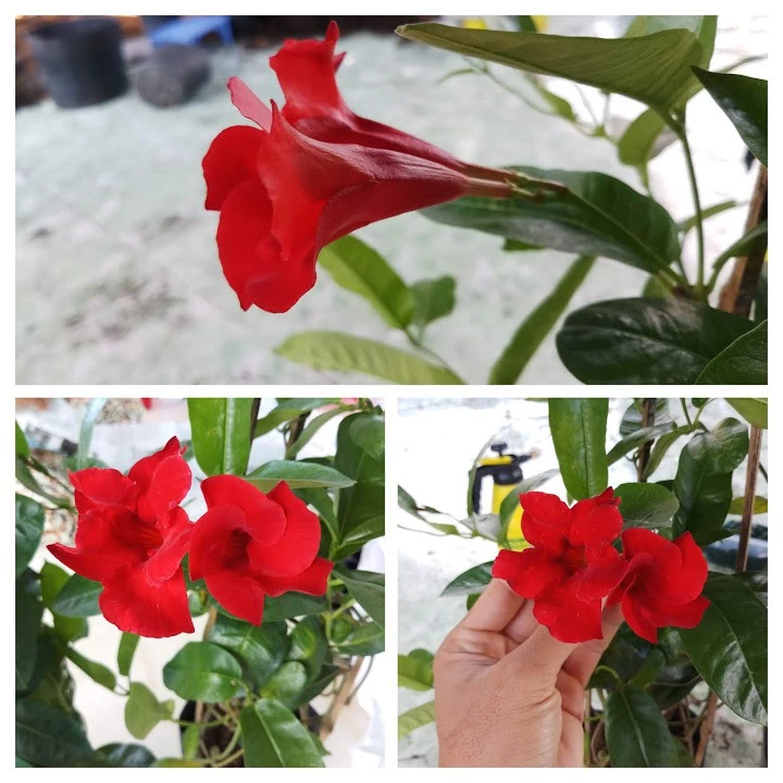 Nâng tầm không gian sống với điểm nhấn từ chậu hoa ban công hiện đại- cây huỳnh anh đỏ Nâng tầm không gian sống với điểm nhấn từ chậu hoa ban công hiện đại- cây huỳnh anh đỏ