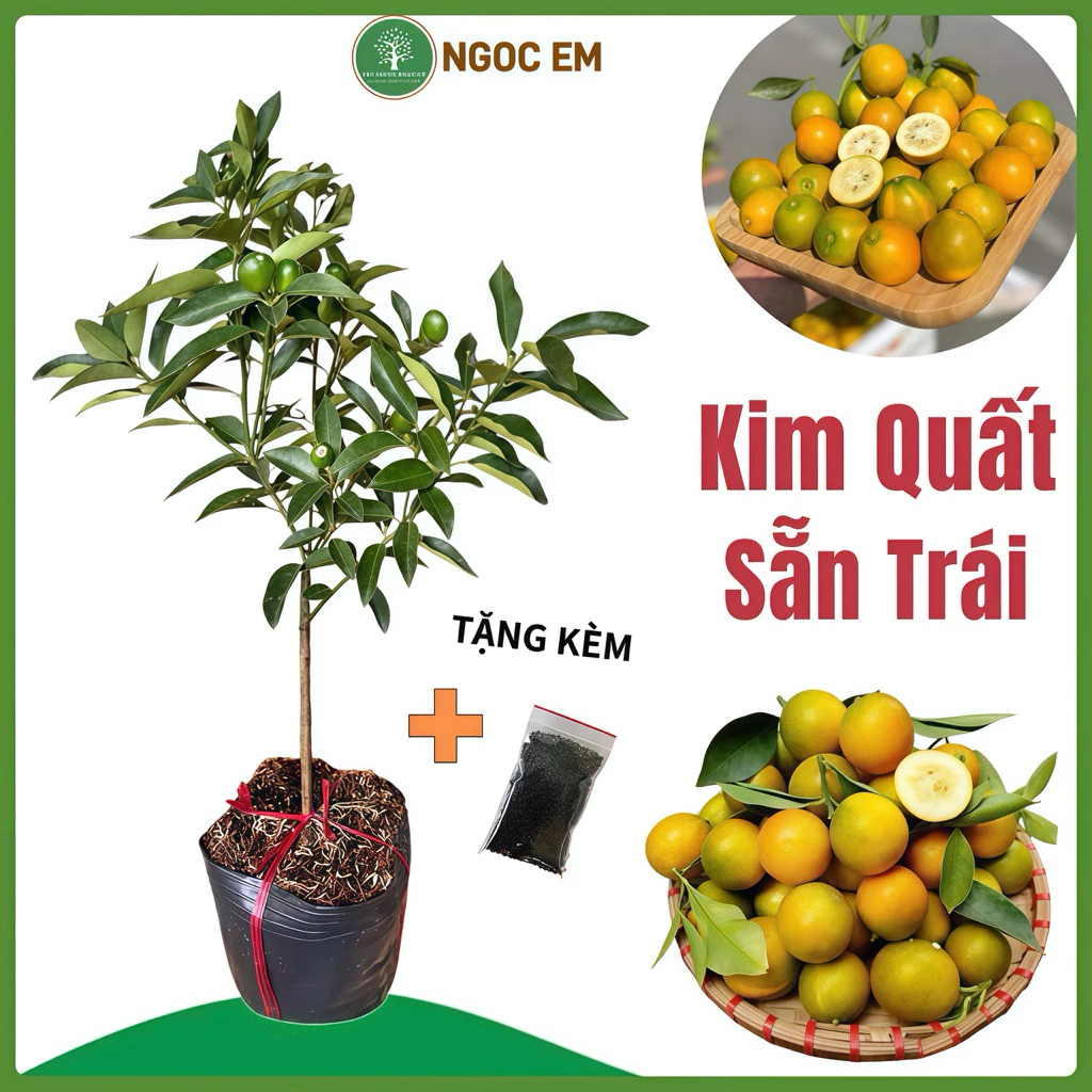 Mẫu chậu hoa đẹp cây kim quất mini sai trĩu quả giúp góc làm việc thêm sinh động và tràn đầy năng lượng tích cực. Mẫu chậu hoa đẹp cây kim quất mini sai trĩu quả giúp góc làm việc thêm sinh động và tràn đầy năng lượng tích cực.