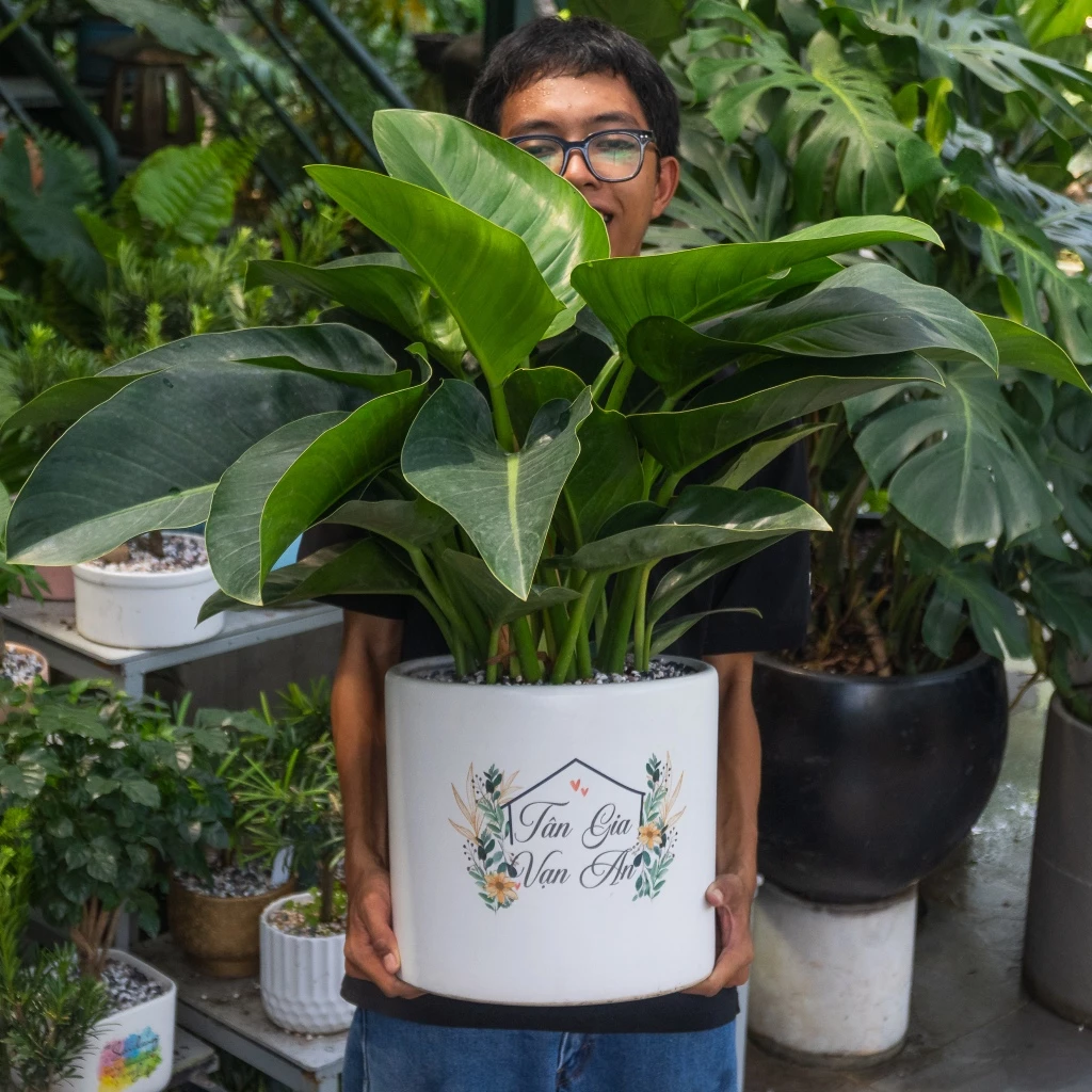 Một chậu hoa đẹp không chỉ tô điểm không gian mà còn mang lại tài lộc cho gia chủ. Một chậu hoa đẹp không chỉ tô điểm không gian mà còn mang lại tài lộc cho gia chủ.