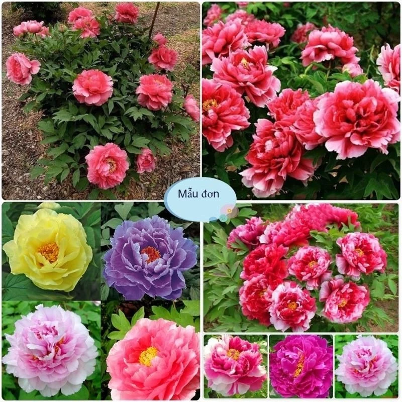 Chậu hoa đẹp hoa mẫu đơn mix đủ màu siêu đẹp- Nâng tầm không gian sống của bạn. Chậu hoa đẹp hoa mẫu đơn mix đủ màu siêu đẹp- Nâng tầm không gian sống của bạn.
