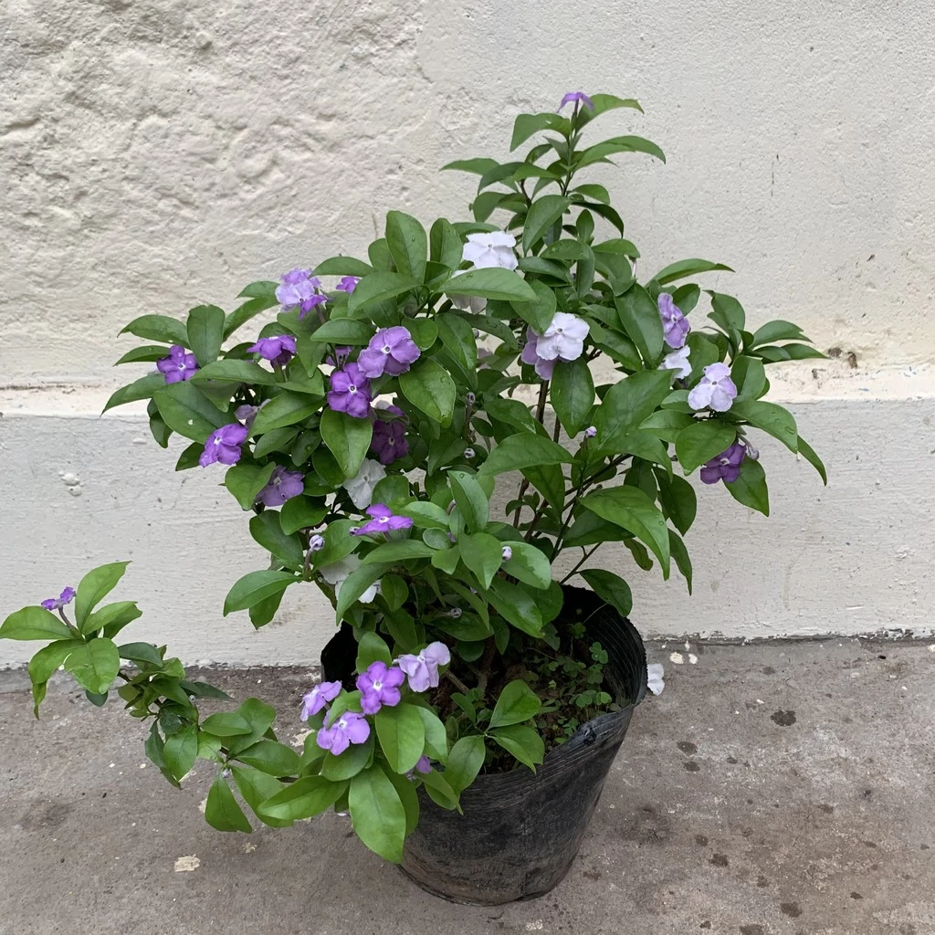 Chậu hoa nhài Nhật 2 màu dễ thương, hương thơm dễ chịu, quyến rũ Chậu hoa nhài Nhật 2 màu dễ thương, hương thơm dễ chịu, quyến rũ