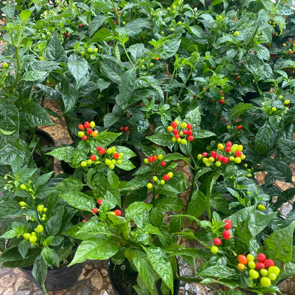 Ai cũng cần một chậu hoa đẹp cây ớt cảnh trong không gian sống. Ai cũng cần một chậu hoa đẹp cây ớt cảnh trong không gian sống.