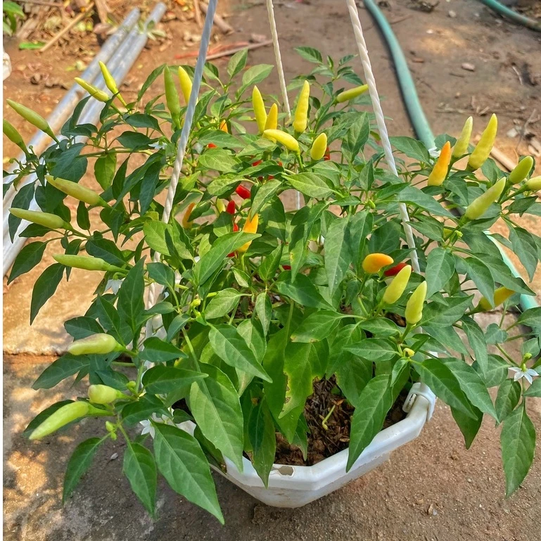 Vẻ đẹp tinh tế từ chậu hoa đẹp cây ớt cảnh tối giản. Vẻ đẹp tinh tế từ chậu hoa đẹp cây ớt cảnh tối giản.