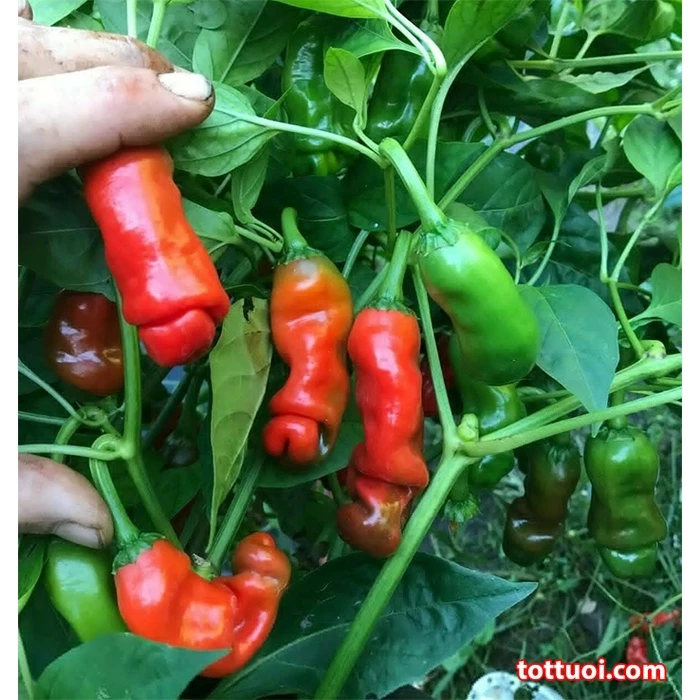 Cây xinh càng thêm nổi bật trong chậu hoa đẹp ớt cảnh cu tý. Cây xinh càng thêm nổi bật trong chậu hoa đẹp ớt cảnh cu tý.