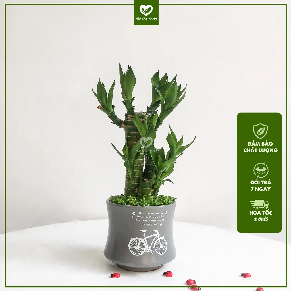 Một chiếc chậu hoa đẹp cây phát tài đặt trong phòng ngủ không chỉ thanh lọc không khí mà còn là "kho giữ của" vững chắc cho gia chủ. Một chiếc chậu hoa đẹp cây phát tài đặt trong phòng ngủ không chỉ thanh lọc không khí mà còn là "kho giữ của" vững chắc cho gia chủ.