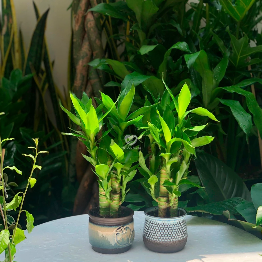 Chiêm ngưỡng mẫu chậu hoa đẹp cây phát tài dáng đứng sang trọng, điểm nhấn phong thủy hoàn hảo giúp người tuổi Tuất an tâm về tài chính. Chiêm ngưỡng mẫu chậu hoa đẹp cây phát tài dáng đứng sang trọng, điểm nhấn phong thủy hoàn hảo giúp người tuổi Tuất an tâm về tài chính.