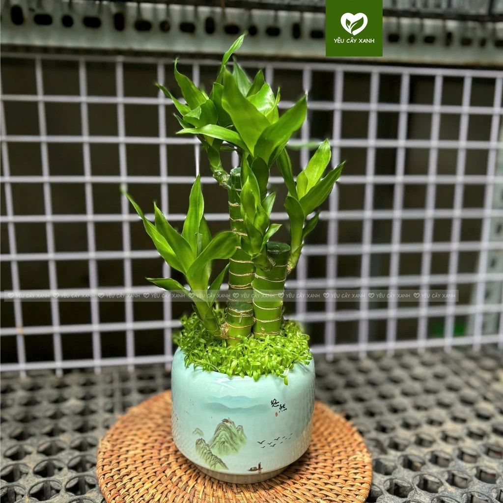 Không gian sống trở nên xanh mát và thịnh vượng hơn nhờ sự hiện diện của chậu hoa đẹp cây phát tài đầy sức sống. Không gian sống trở nên xanh mát và thịnh vượng hơn nhờ sự hiện diện của chậu hoa đẹp cây phát tài đầy sức sống.