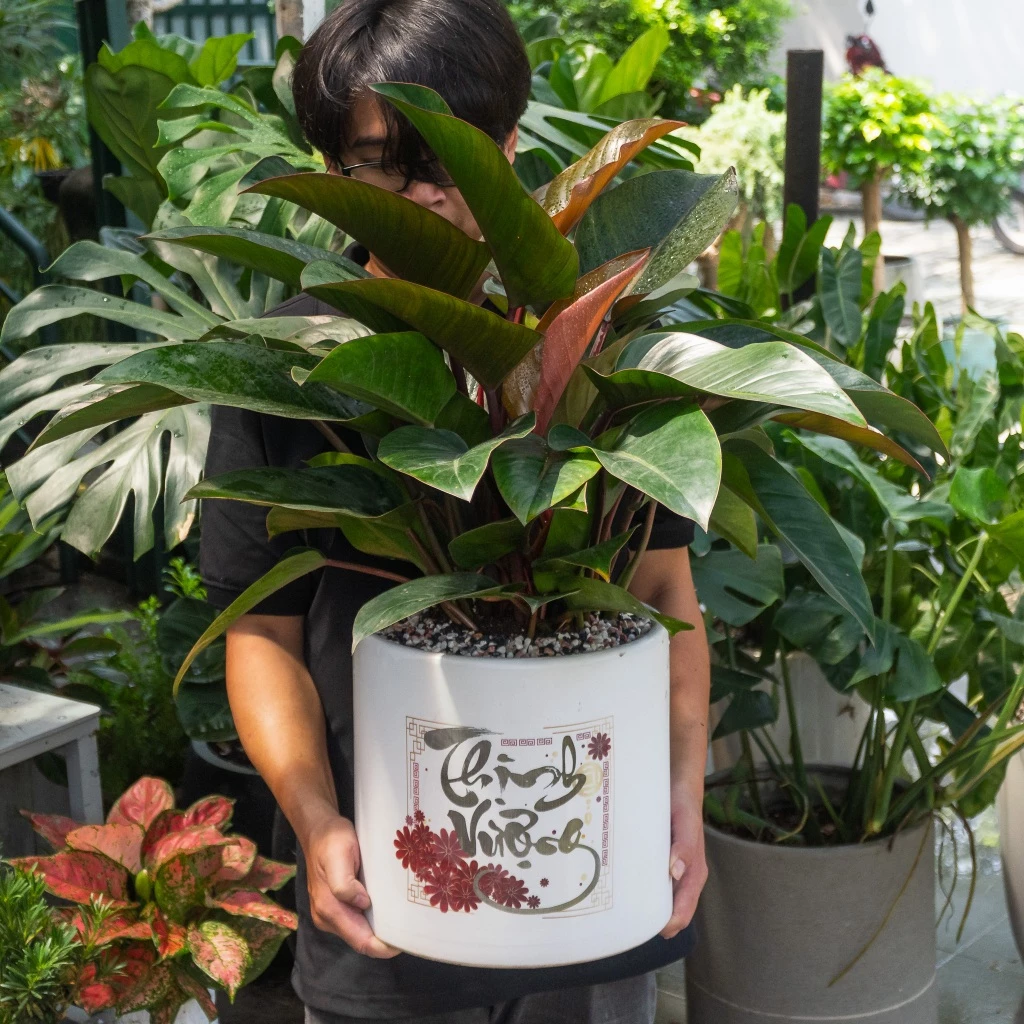 Món quà tân gia tinh tế và sang trọng gói gọn trong chậu hoa đẹp đầy sức sống. Món quà tân gia tinh tế và sang trọng gói gọn trong chậu hoa đẹp đầy sức sống.