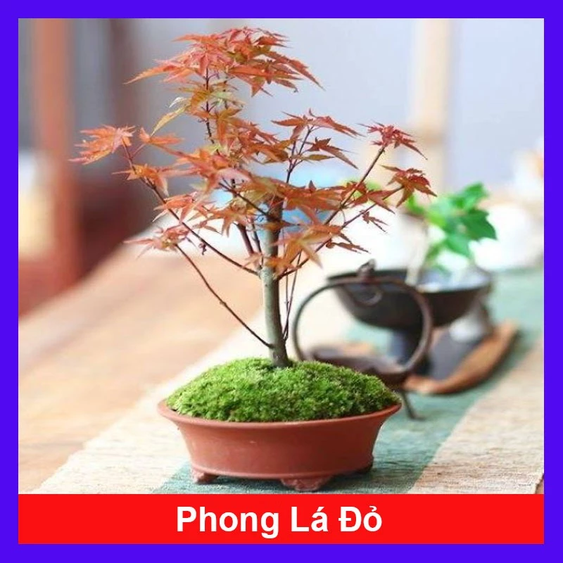 Cuối tuần thư giãn, tự tay chăm sóc cho những chậu trồng hoa yêu thích. Cuối tuần thư giãn, tự tay chăm sóc cho những chậu trồng hoa yêu thích.