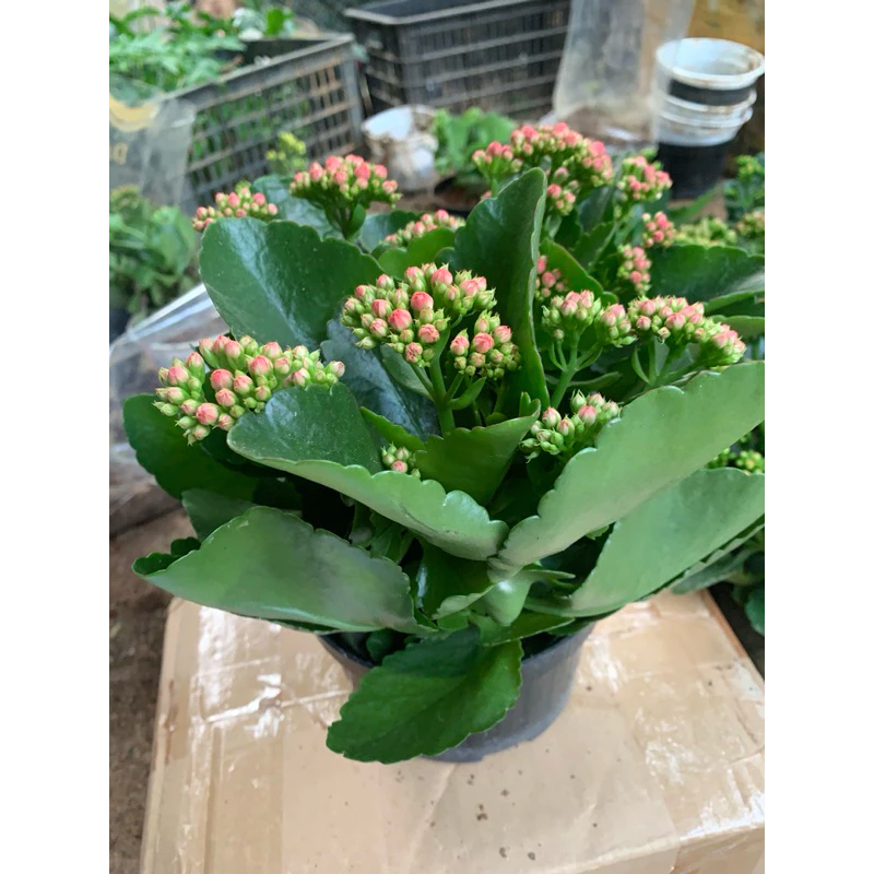 Chậu hoa đẹp - điểm nhấn hoàn hảo cho căn phòng Chậu hoa đẹp - điểm nhấn hoàn hảo cho căn phòng