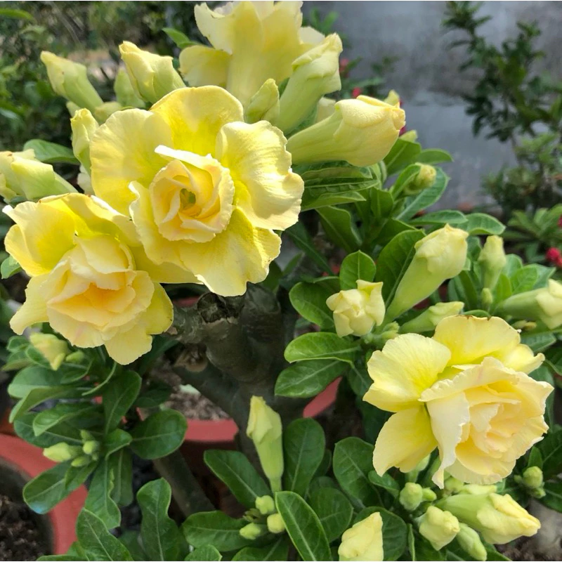 Chậu hoa đẹp cây sứ thái cho văn phòng thêm sinh động. Chậu hoa đẹp cây sứ thái cho văn phòng thêm sinh động.