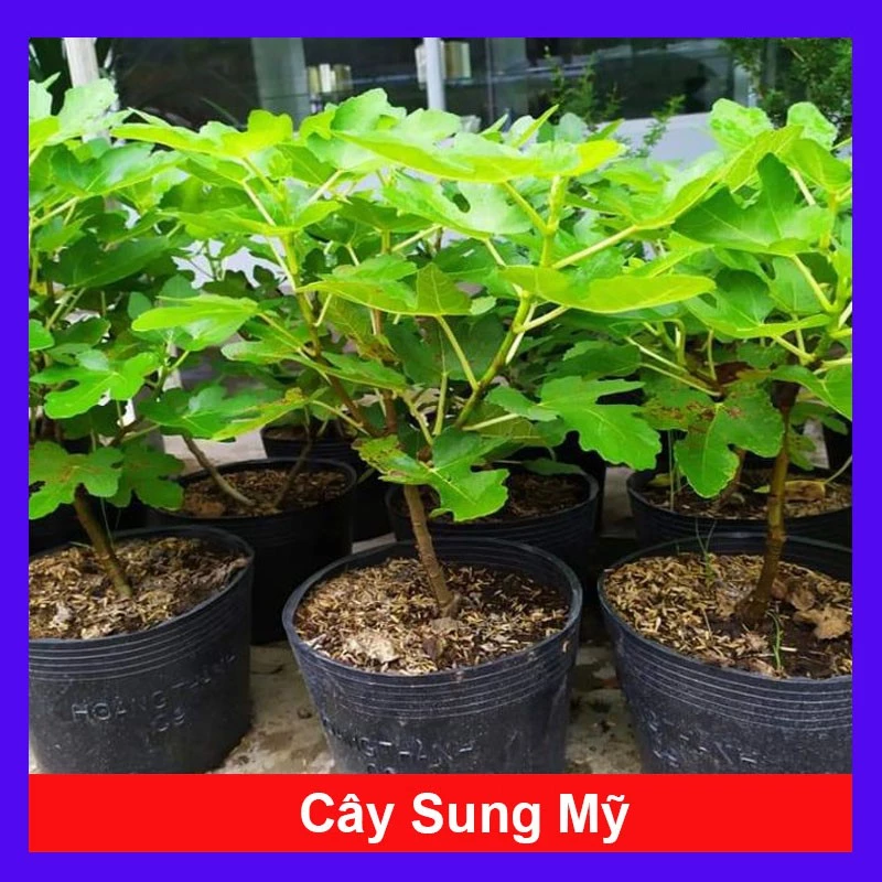 Món quà tân gia ý nghĩa? Một chậu hoa đẹp cây sung Mỹ nhé! Món quà tân gia ý nghĩa? Một chậu hoa đẹp cây sung Mỹ nhé!