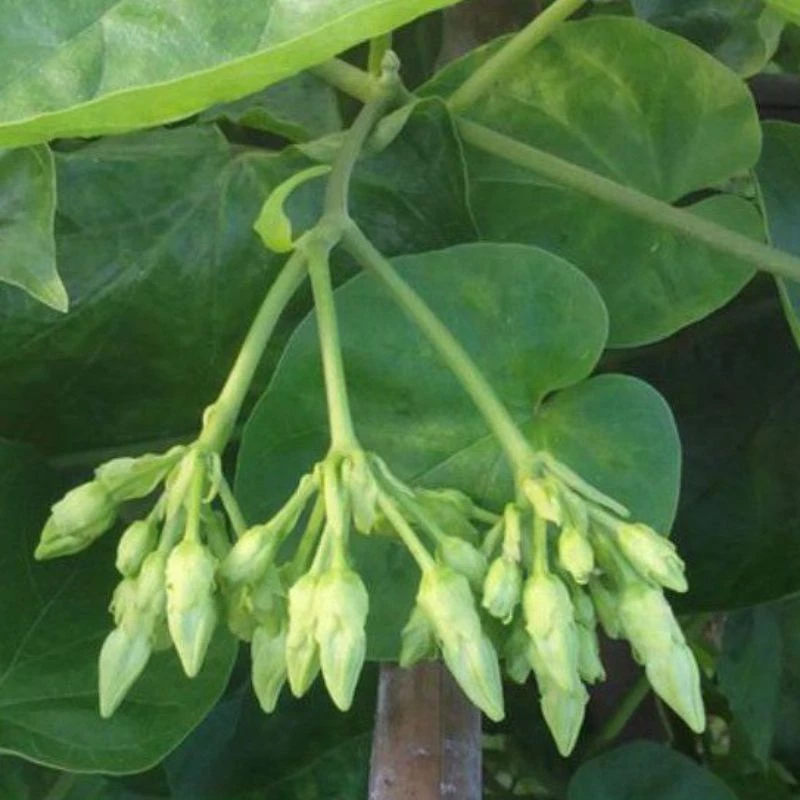 "Ngôi nhà" hoàn hảo cho cây cảnh: chậu hoa đẹp hoa thiên lý "Ngôi nhà" hoàn hảo cho cây cảnh: chậu hoa đẹp hoa thiên lý