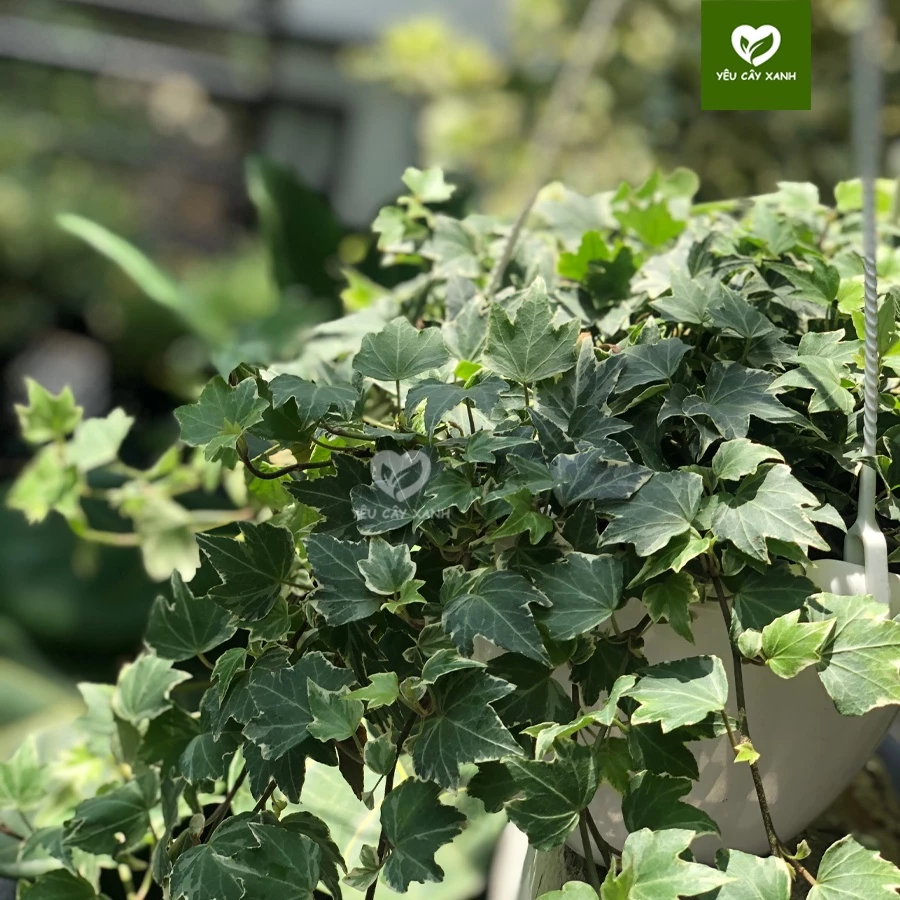 Ban công thêm xinh nhờ những chậu hoa đẹp treo cây thường xuân Ban công thêm xinh nhờ những chậu hoa đẹp treo cây thường xuân