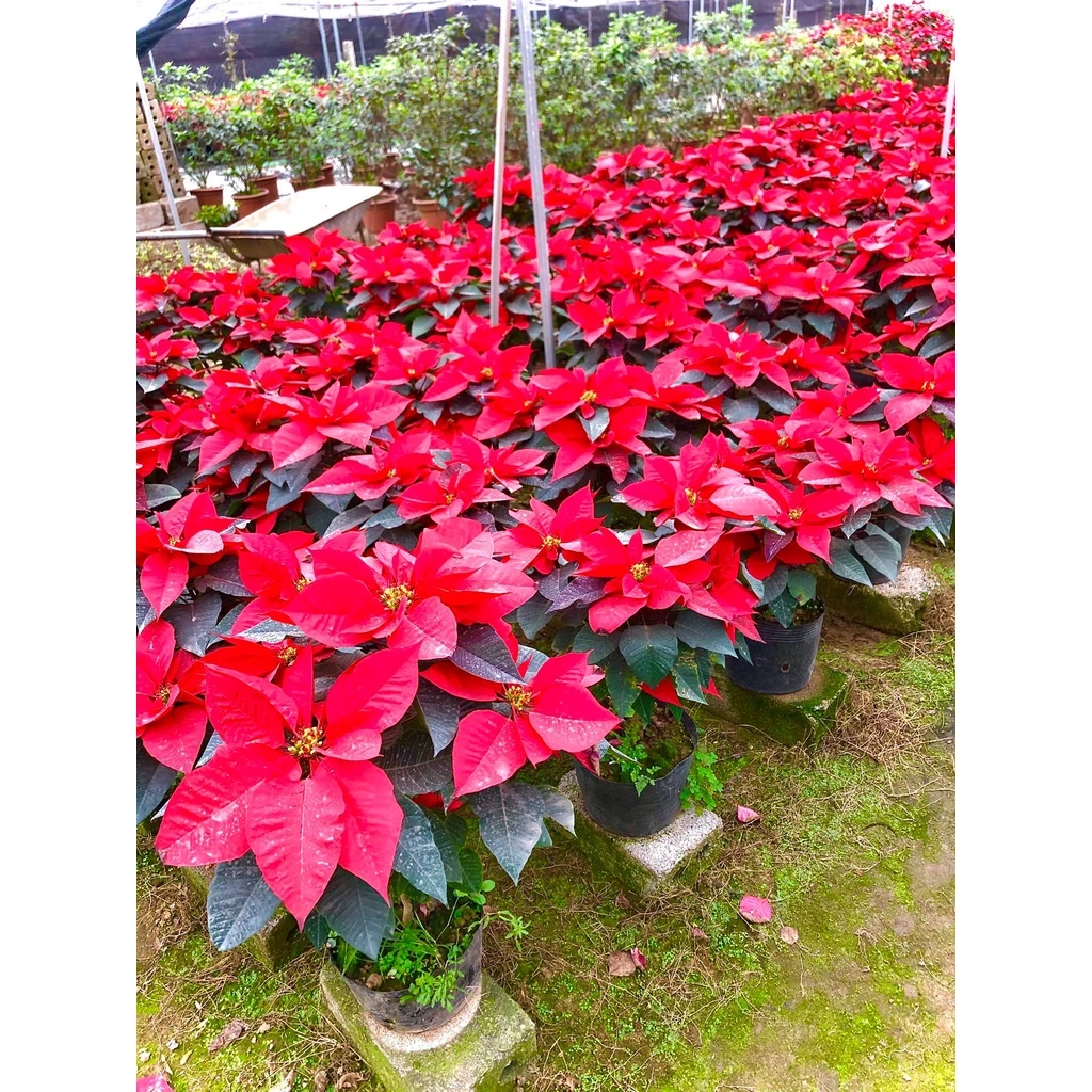 Rực rỡ sắc đỏ với chậu hoa đẹp cây trạng nguyên cho ngày Tết. Rực rỡ sắc đỏ với chậu hoa đẹp cây trạng nguyên cho ngày Tết.