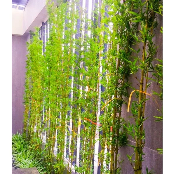 Phong cách mộc mạc cùng chậu hoa đẹp cây tre cảnh Phong cách mộc mạc cùng chậu hoa đẹp cây tre cảnh