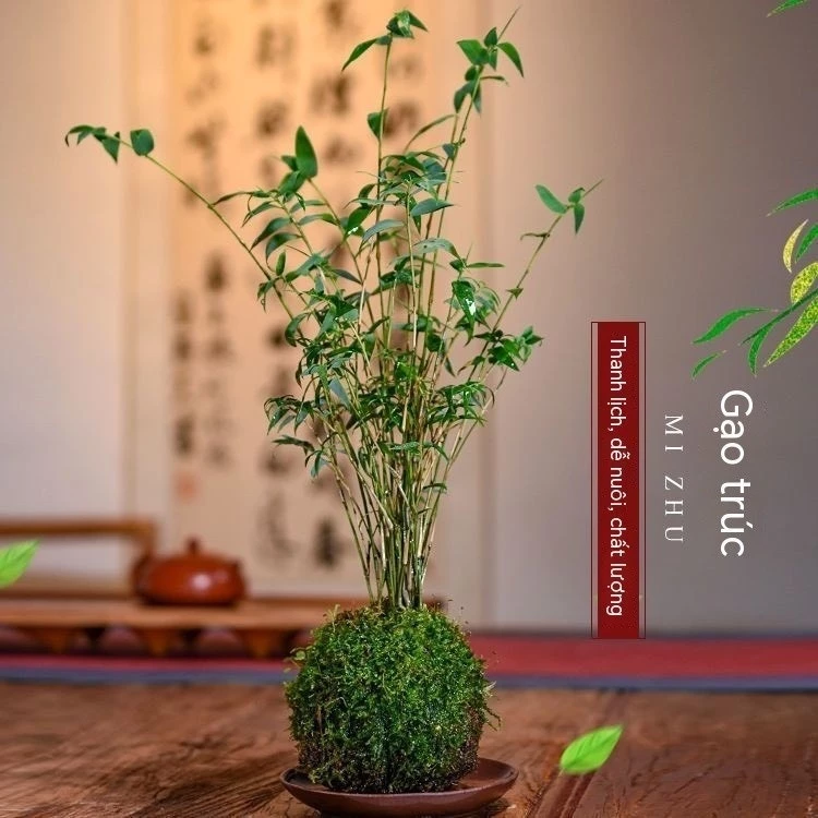 Góc vườn nhỏ thêm xinh với chậu hoa đẹp Cây trúc tăm tiểu cành cầu rêu Góc vườn nhỏ thêm xinh với chậu hoa đẹp Cây trúc tăm tiểu cành cầu rêu