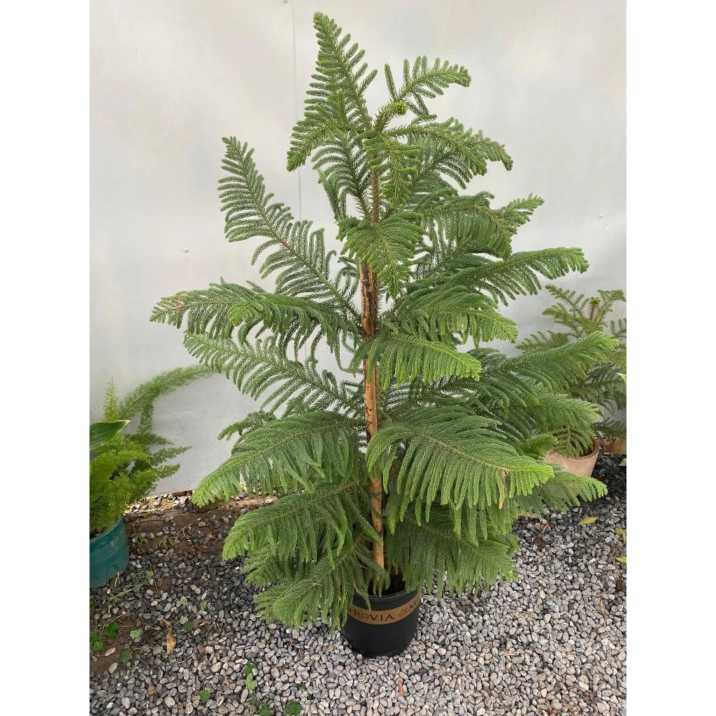 Một chậu hoa đẹp cây tùng bách tán cho góc ban công thêm xinh. Một chậu hoa đẹp cây tùng bách tán cho góc ban công thêm xinh.