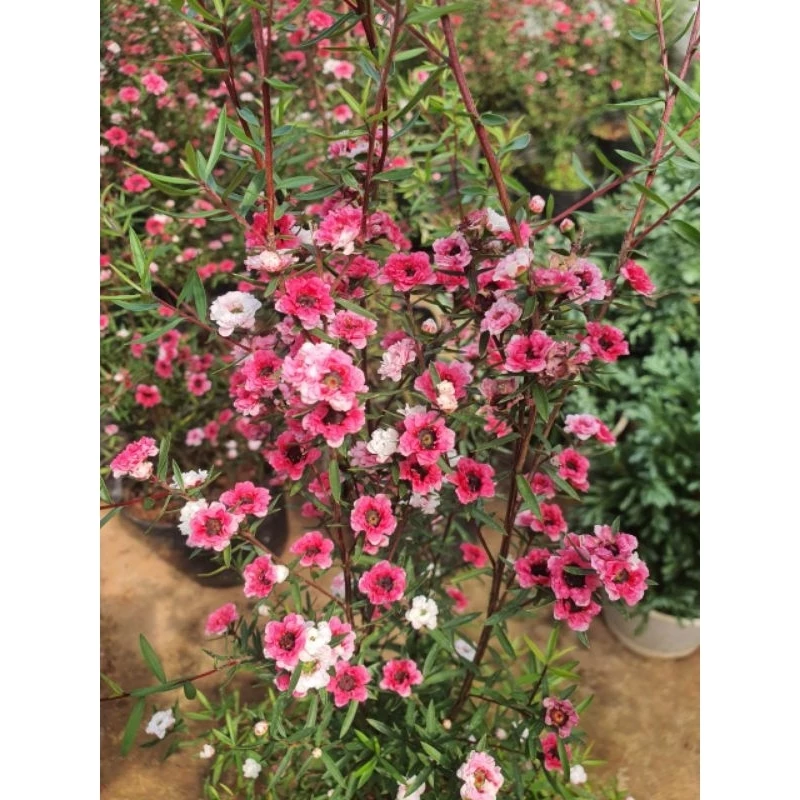 Bừng sáng không gian sống chỉ với một chậu hoa đẹp cây Tùng tuyết mai Bừng sáng không gian sống chỉ với một chậu hoa đẹp cây Tùng tuyết mai