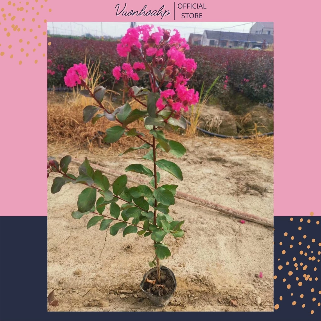 Biến Ban Công Cũ Kỹ Thành Vườn Thơ Với Chậu Hoa Đẹp Tường Vi Siêu Dễ Trồng. Biến Ban Công Cũ Kỹ Thành Vườn Thơ Với Chậu Hoa Đẹp Tường Vi Siêu Dễ Trồng.