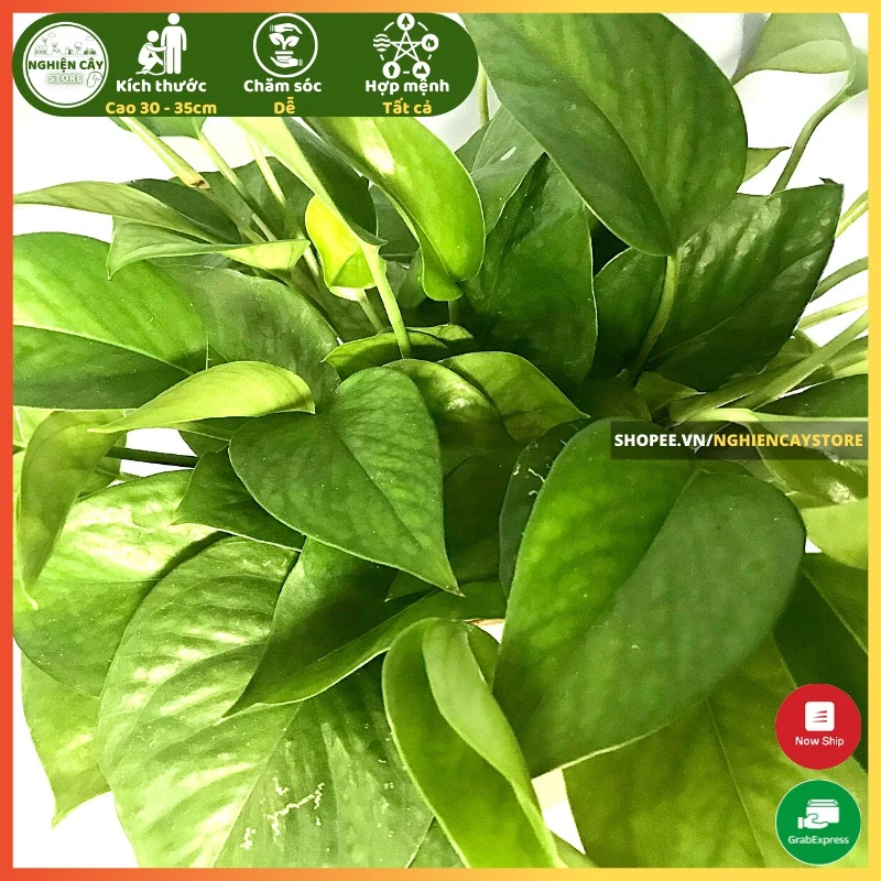 Nhìn là mê: chậu hoa đẹp vạn niên thanh gọn xinh, sang bàn làm việc. Nhìn là mê: chậu hoa đẹp vạn niên thanh gọn xinh, sang bàn làm việc.