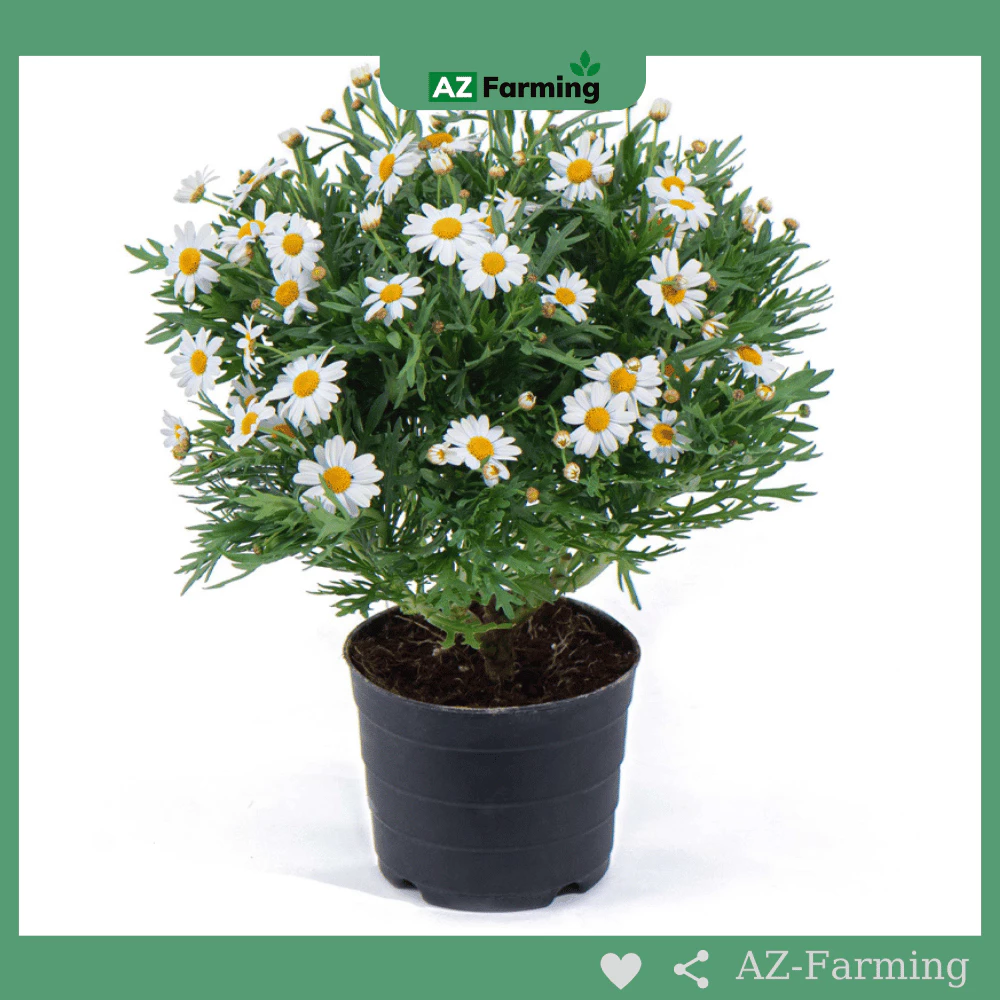 Chậu hoa đẹp là điểm nhấn tinh tế cho phòng khách và ban công. Chậu hoa đẹp là điểm nhấn tinh tế cho phòng khách và ban công.