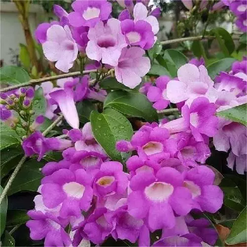 Chậu hoa đẹp dây hoa ánh hồng- Lựa chọn lý tưởng cho mọi loại cây. Chậu hoa đẹp dây hoa ánh hồng- Lựa chọn lý tưởng cho mọi loại cây.