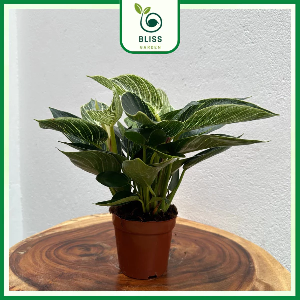 TOP 1 Chậu Hoa Để Bàn Phong Thủy được giới KINH DOANH săn lùng năm 2025. TOP 1 Chậu Hoa Để Bàn Phong Thủy được giới KINH DOANH săn lùng năm 2025.