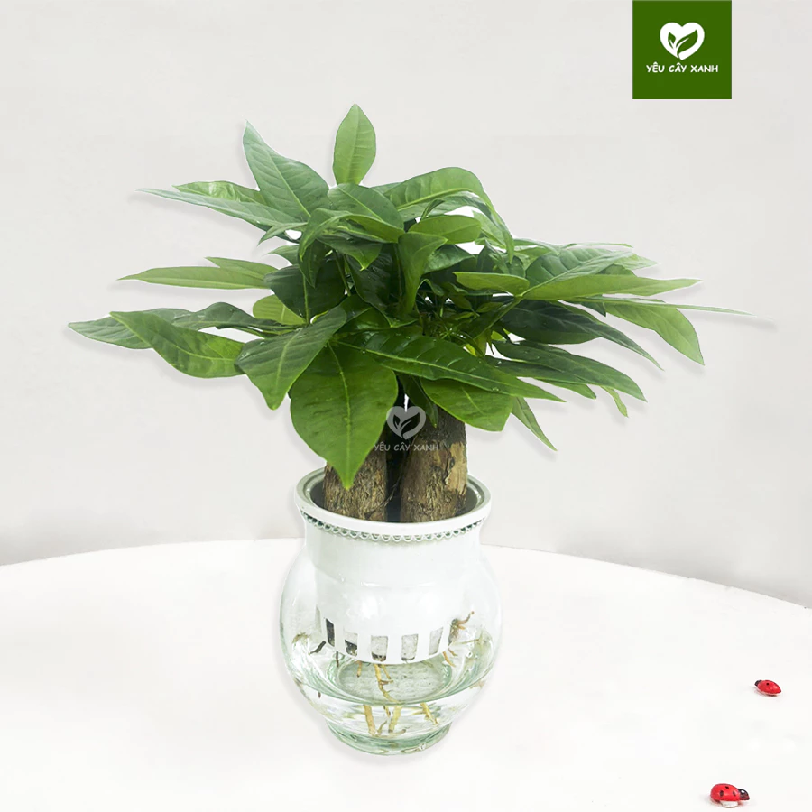 Làm Ăn Lận Đận? Đặt Ngay Chậu Hoa Đẹp Này Để ĐỔI VẬN NGOẠN MỤC - Cây Kim Ngân Tam Lộc Làm Ăn Lận Đận? Đặt Ngay Chậu Hoa Đẹp Này Để ĐỔI VẬN NGOẠN MỤC - Cây Kim Ngân Tam Lộc