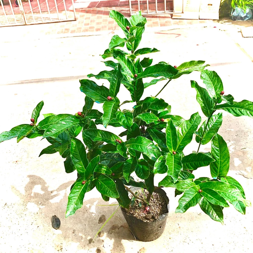 Chậu hoa đẹp hải đường giúp tôn lên vẻ rực rỡ, sang trọng của loài hoa truyền thống. Chậu hoa đẹp hải đường giúp tôn lên vẻ rực rỡ, sang trọng của loài hoa truyền thống.