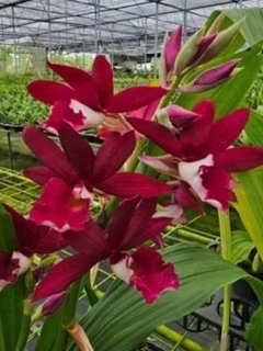 Bừng sáng không gian với chậu hoa đẹp cây địa lan Bừng sáng không gian với chậu hoa đẹp cây địa lan