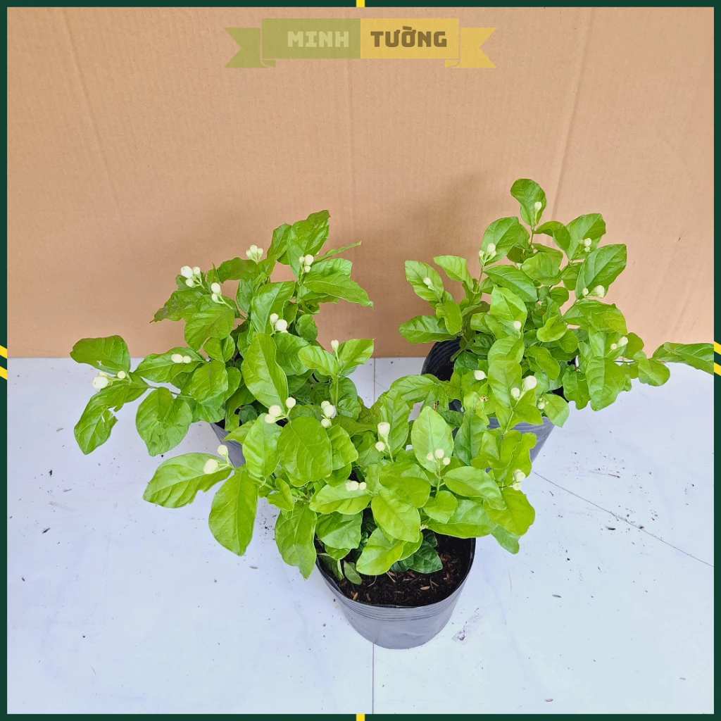 Thêm chút màu xanh với chậu hoa đẹp và cây mới. Thêm chút màu xanh với chậu hoa đẹp và cây mới.