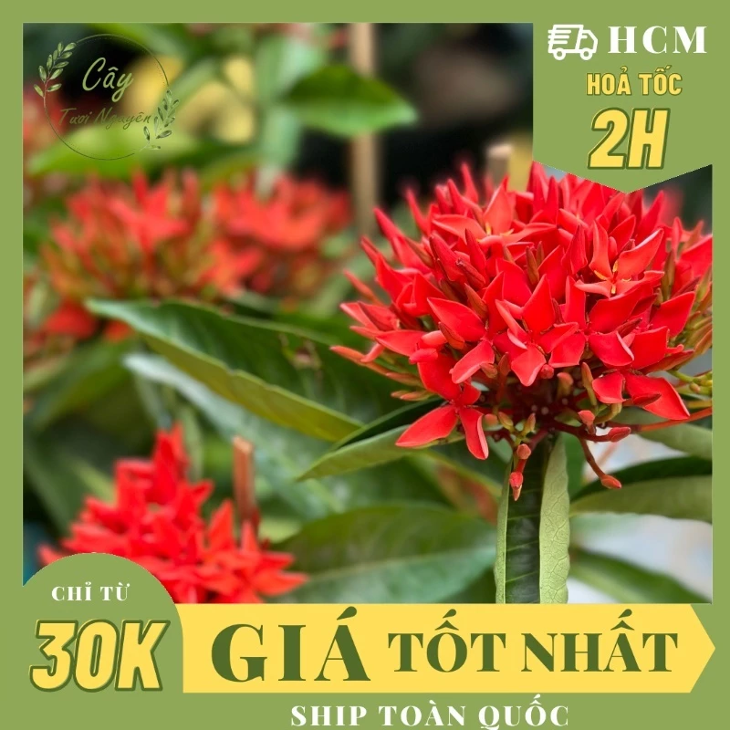 Đam mê cây cảnh, không thể thiếu chậu hoa đẹp. Đam mê cây cảnh, không thể thiếu chậu hoa đẹp.