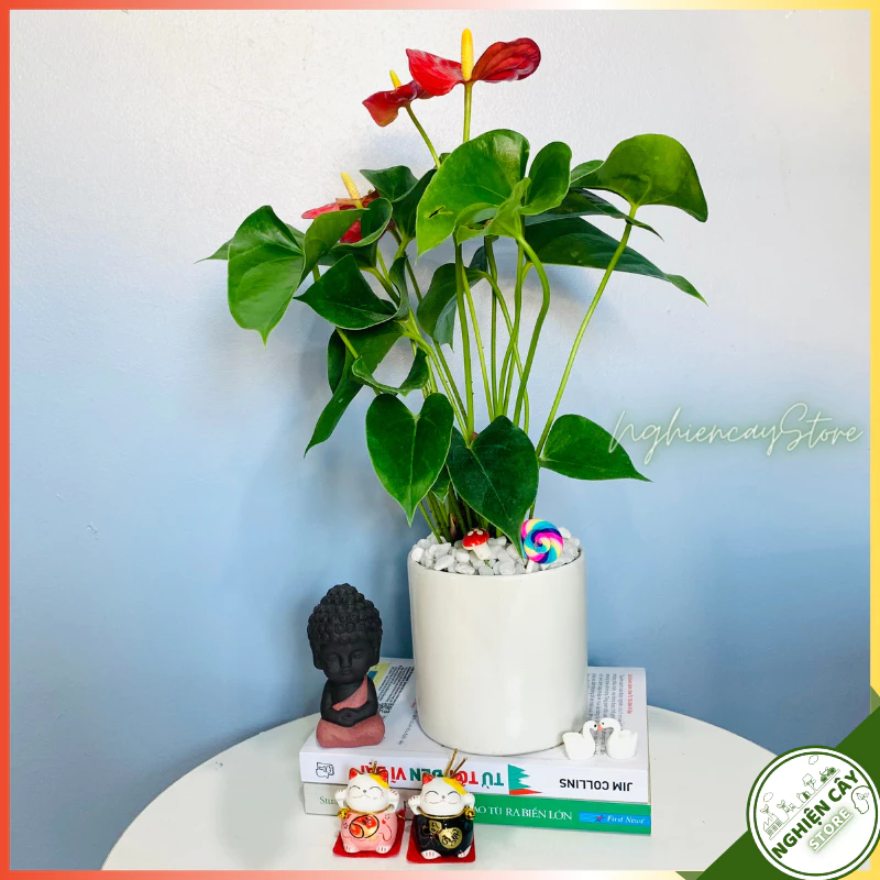 Khởi đầu ngày mới đầy năng lượng bên chậu hoa đẹp rực rỡ. Khởi đầu ngày mới đầy năng lượng bên chậu hoa đẹp rực rỡ.