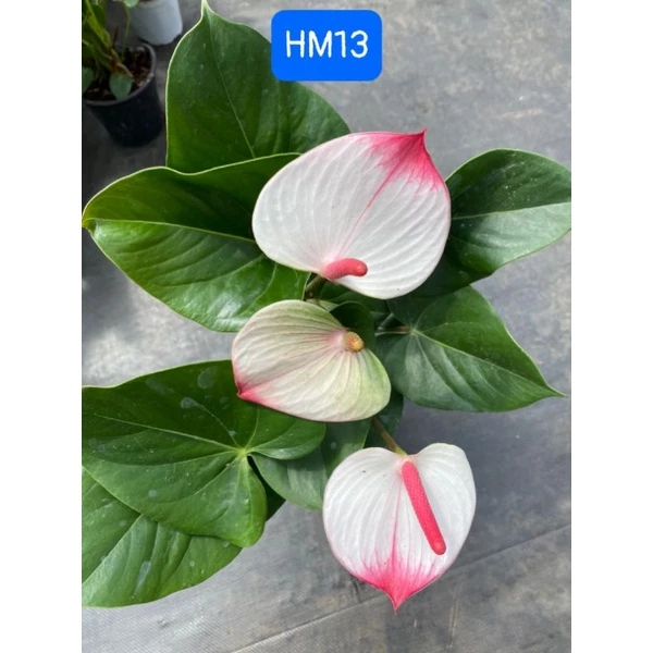 Bạn đã chọn được chậu hoa đẹp cho góc làm việc của mình chưa? Bạn đã chọn được chậu hoa đẹp cho góc làm việc của mình chưa?