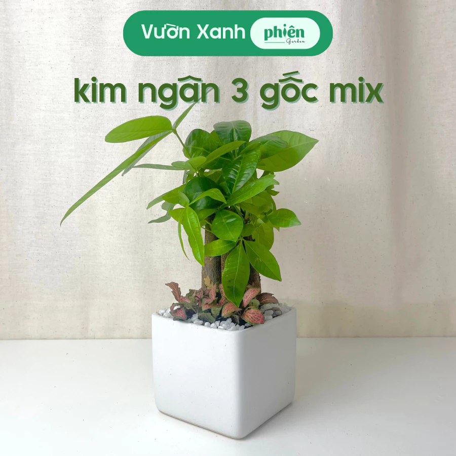 Đừng Mua Chậu Hoa Đẹp Kim Ngân Này Nếu Bạn Không Muốn GIÀU CÓ Bất Ngờ Đừng Mua Chậu Hoa Đẹp Kim Ngân Này Nếu Bạn Không Muốn GIÀU CÓ Bất Ngờ